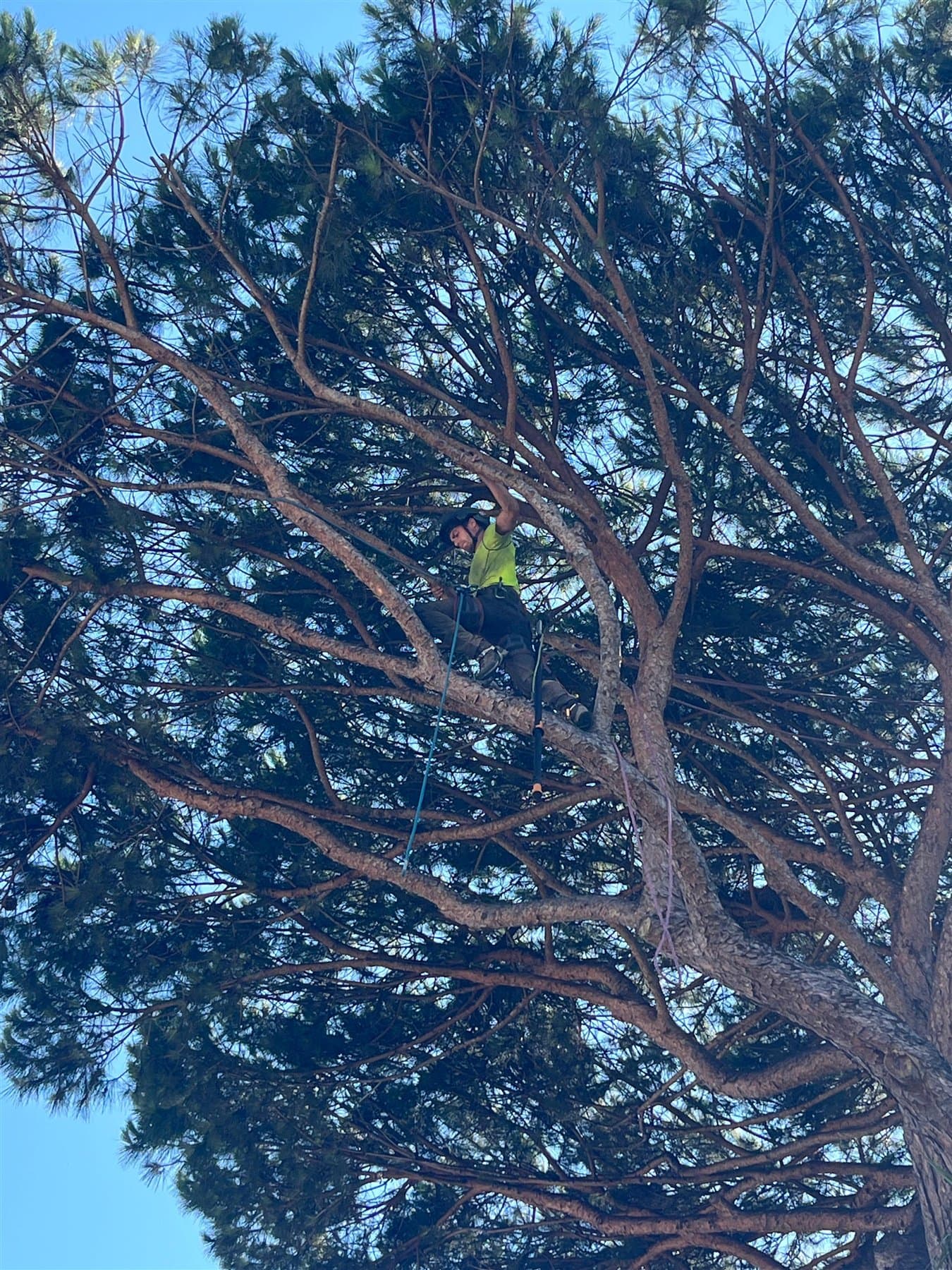Francesco si sposta in tree climbing nella chioma di un pino